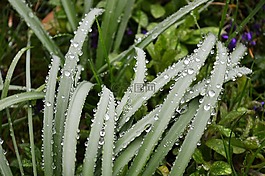 草,雨,滴
