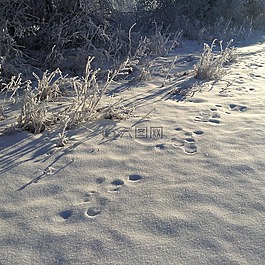 雪,痕跡,冬天