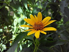 花卉,黃色,綠黨