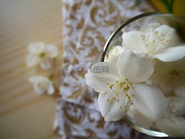 花卉,茉莉,白