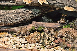 青蛙,因斯布魯克,高山動(dòng)物園