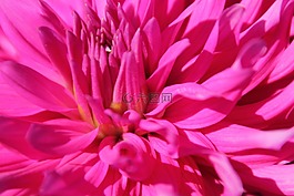 花,開(kāi)花,性質(zhì)