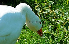 鵝,ganter,家禽