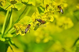 蜜蜂,昆蟲,開花