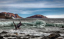 海,海洋,鳥類