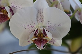 花,蘭花,白