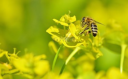 蜜蜂,昆蟲,開花
