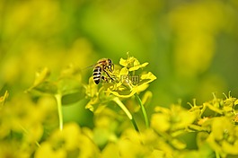 蜜蜂,昆蟲,開花