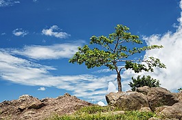 伯個,樹,全景