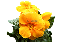 報春花,黃色,鮮花