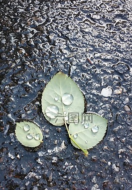 樹葉,非,路邊的