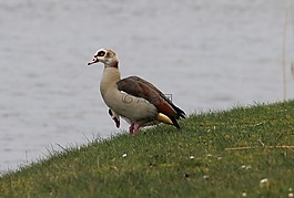 nilgans,alopochen aegyptiacus,鹅