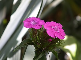 鮮花,丁香,粉色