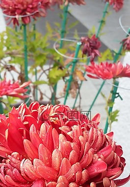菊花,秋季,非