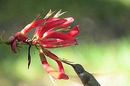 花,紅色,蜂鳥