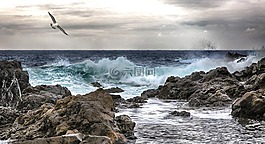 海,海鷗,太陽(yáng)
