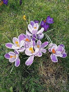 花,性質(zhì),廠(chǎng)