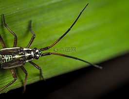 昆蟲,bespozvonochnoe,小胡子