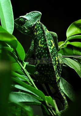 變色龍,爬行動物,動物