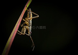 昆蟲,bespozvonochnoe,沒有一個人