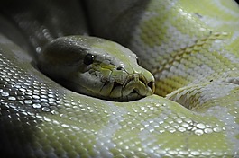 python,蛇,蟒蛇