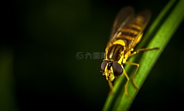 昆蟲,沒有一個(gè)人,性質(zhì)