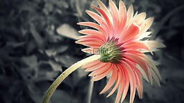 自然,花,植物區(qū)系