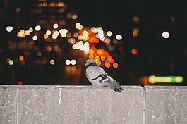 墻,鳥,鴿子