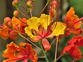 鮮花,橙色,黃色
