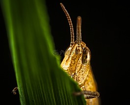 bespozvonochnoe,昆蟲,沒有一個人