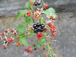 黑莓,水果,特寫