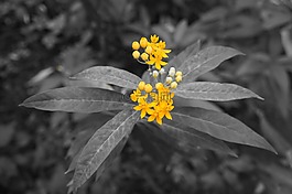 開花,黃色,黑色背景