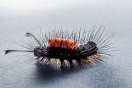 卡特彼勒,毛,刺