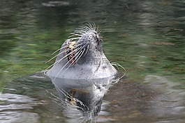 海獅,頭,水
