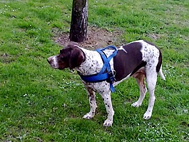 狗,指針,獵犬