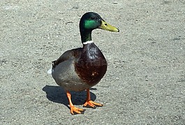 鴨,鳥,綠頭鴨