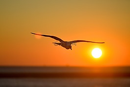 海鷗,動(dòng)物,鳥(niǎo)