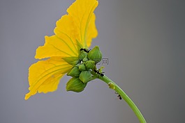 脊花葫蘆,黃色花,螞蟻