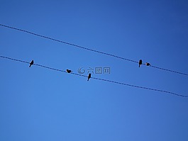 鳥,麻雀,天空