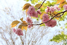 日本,櫻花,粉紅