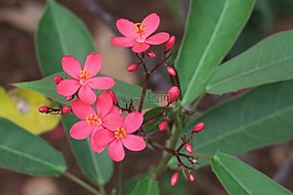 植物,大自然,花