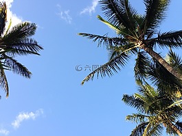 夏威夷,棕櫚,樹