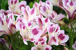 鲜花,紫罗兰色,自然