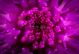 花卉,性質(zhì),植物