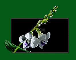 野生蘭花,開花,花