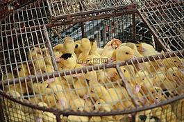 小雞,籠,動(dòng)物