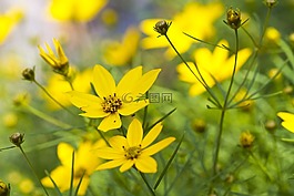 野生花卉,花,春