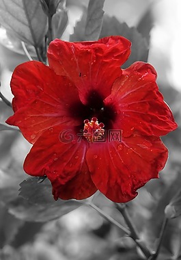 花,花園,性質(zhì)