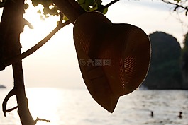 太陽,帽子,樹