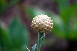 芽,布鲁姆,植物